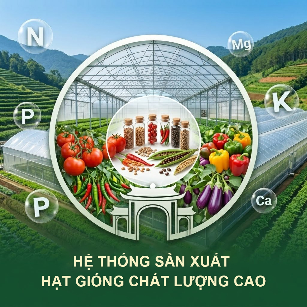 Công ty TNHH Nông Nghiệp DVN – Sản Xuất Hạt Giống Rau Lai F1 Tại Lâm Đồng